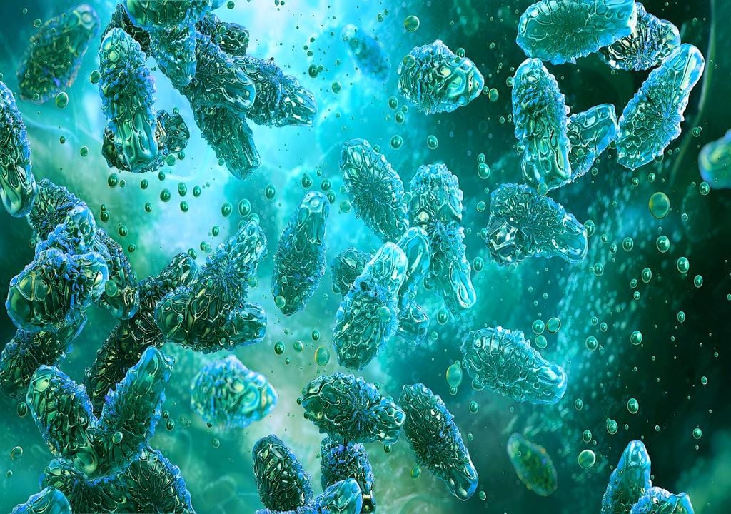 Clostridium botulinum Clostridium botulinum