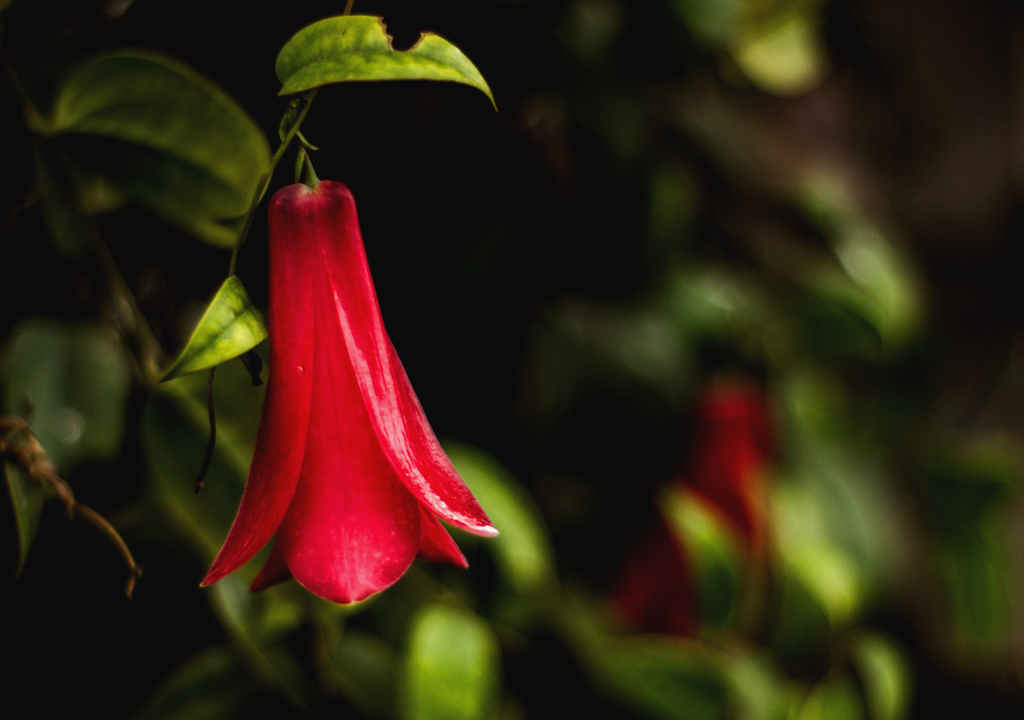 Una lágrima de sangre hecha flor: el copihue guarda una leyenda mapuche de amor, pérdida y memoria ancestral.