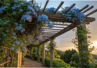 La trepadora de flores azules que es perfecta para llenar de estilo paredes y p&eacute;rgolas