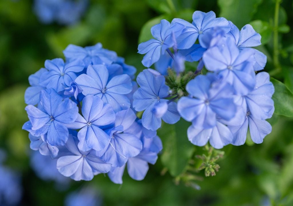 Sus flores celestes crean contrastes suaves con el verde del follaje y otras plantas del jardín.