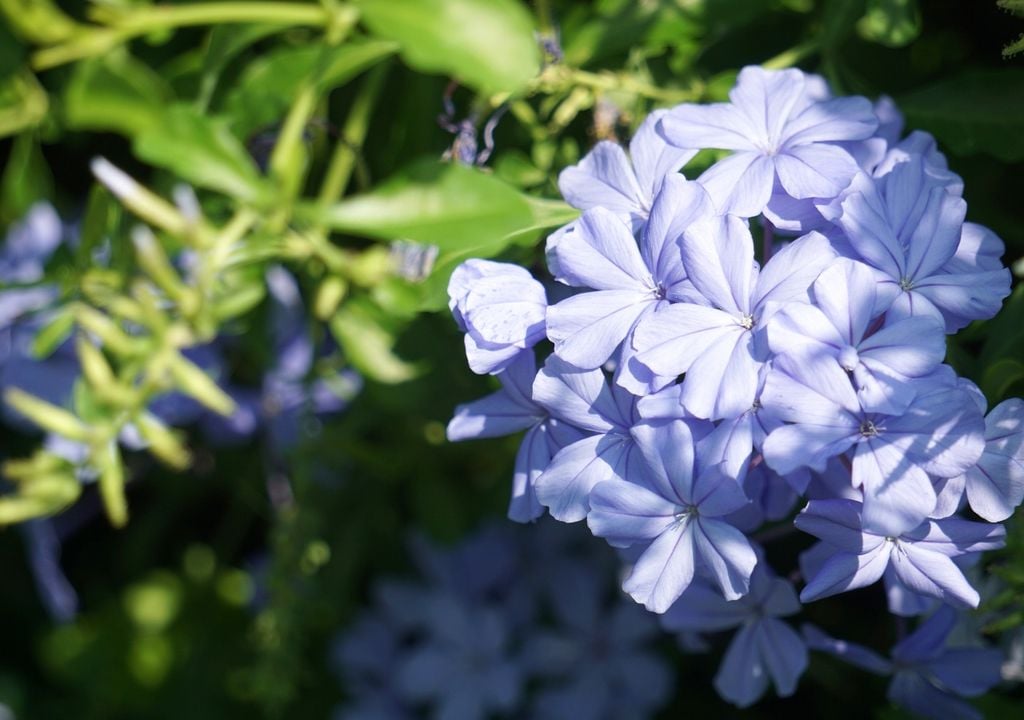 Sus racimos de flores azul claro pueden cubrir la planta durante buena parte de la primavera y el verano.