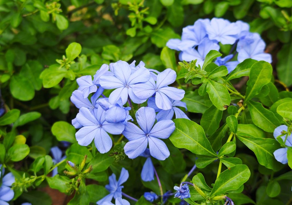 En muros o pérgolas, el jazmín del cielo puede formar una cortina vegetal cubierta de flores.