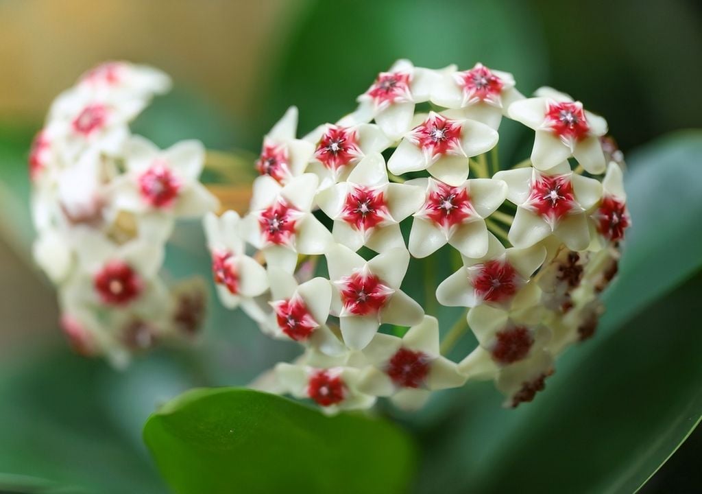 La textura cerosa de sus flores es uno de sus mayores atractivos ornamentales.