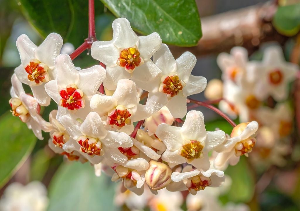 Cada flor parece esculpida, con brillo y simetría casi perfecta.