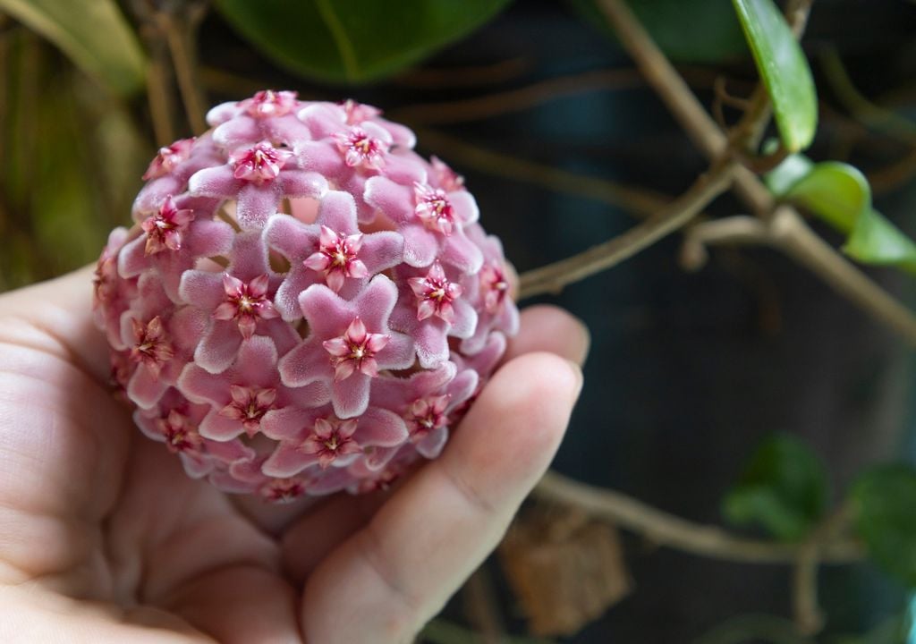 Racimos de pequeñas estrellas brillantes que parecen hechas a mano.