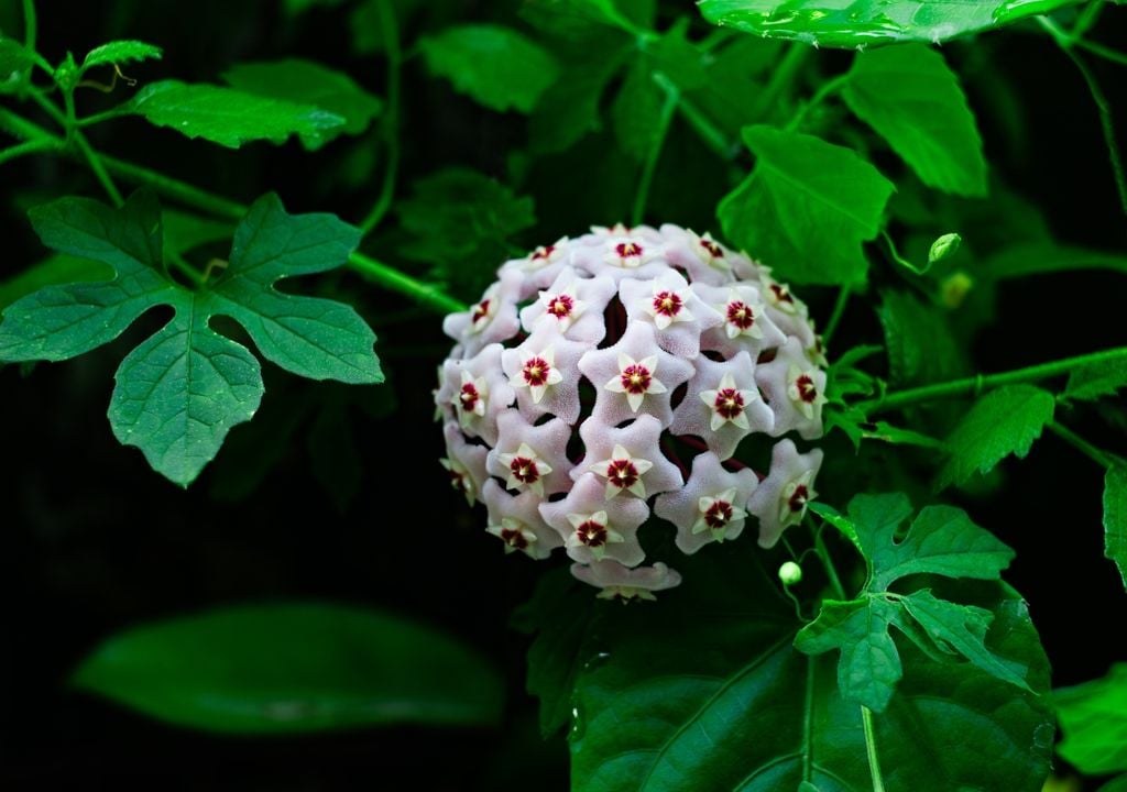 Ideal para espacios con luz indirecta, esta planta aporta elegancia y verde sin exigir cuidados complejos.