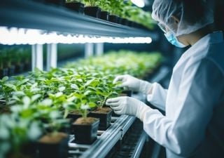 ¿Qué es la edición genética en las plantas y por qué no se ha llegado a un acuerdo en la Unión Europea?
