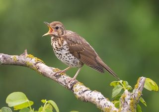 Unos biólogos de la Universidad de Córdoba: "las aves migratorias pueden dispersar semillas a más de 500 kilómetros"