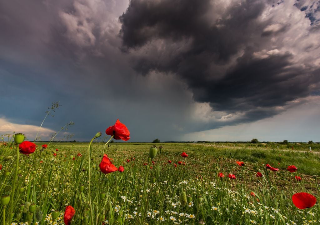 Según el estudio, las plantas pueden evolucionar a gran velocidad para adaptarse al cambio climático