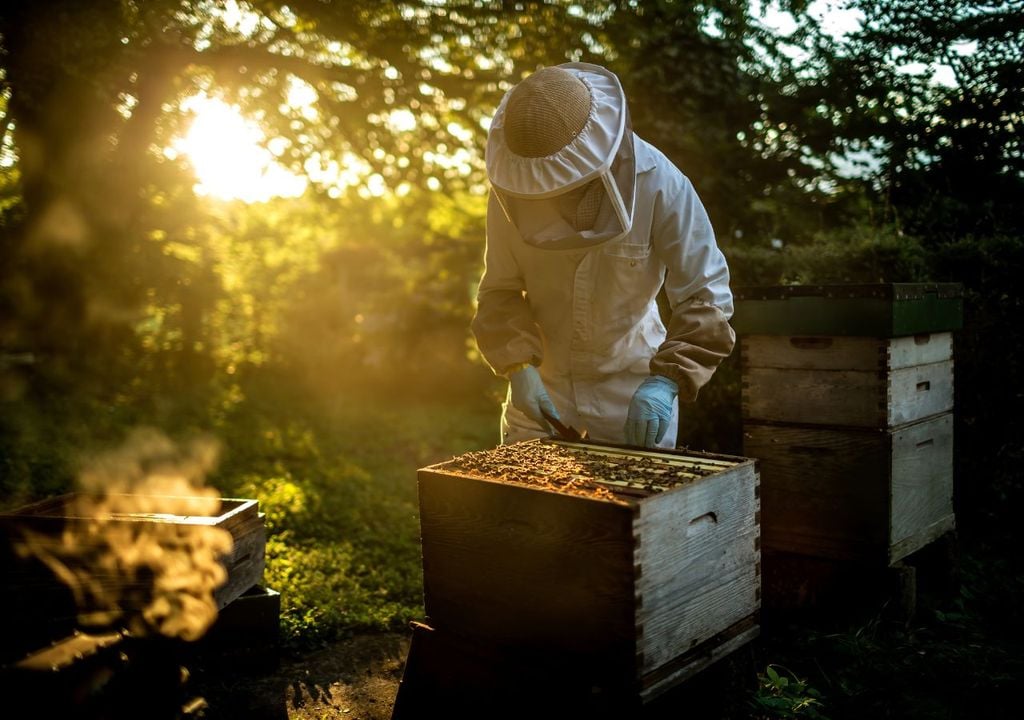 Apicultor
