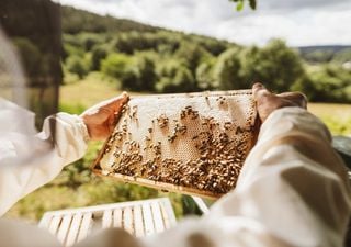 La USC documenta 14 lagares de cera de abeja in&eacute;ditos en el noroeste de Espa&ntilde;a y alerta de su riesgo de desaparici&oacute;n