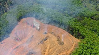 La vegetación de la Tierra está cambiando muy rápidamente