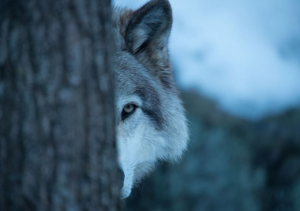 Lobo Lobo