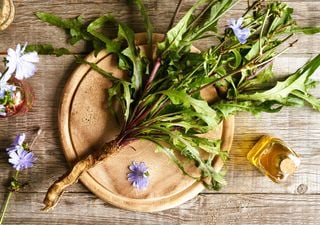 La “verdura dei poveri” diventata un tesoro gourmet: guida per trovare la cicoria selvatica durante le tue passeggiate