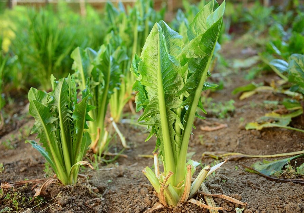 La cicoria: un ortaggio rustico e resistente alle avversità climatiche, coltivabile tutto l'anno