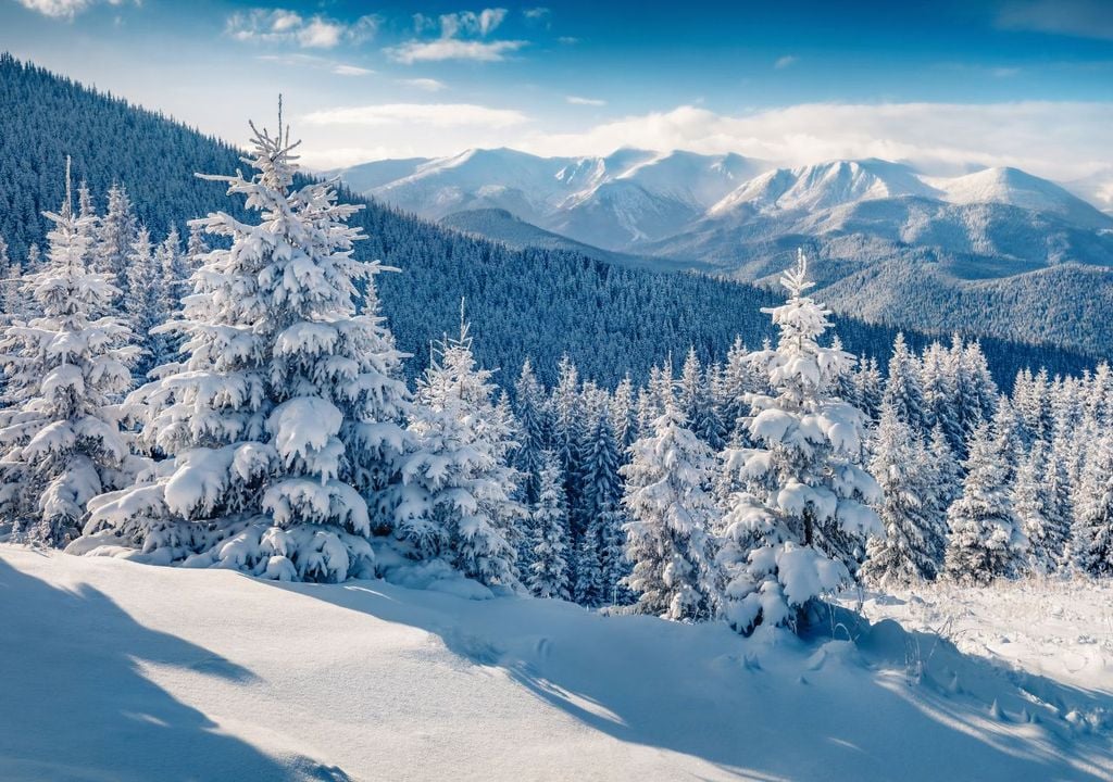 Origini albero di Natale