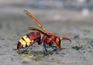 La vespa orientalis si espande verso Nord: rappresenta davvero una minaccia per l'apicoltura italiana?