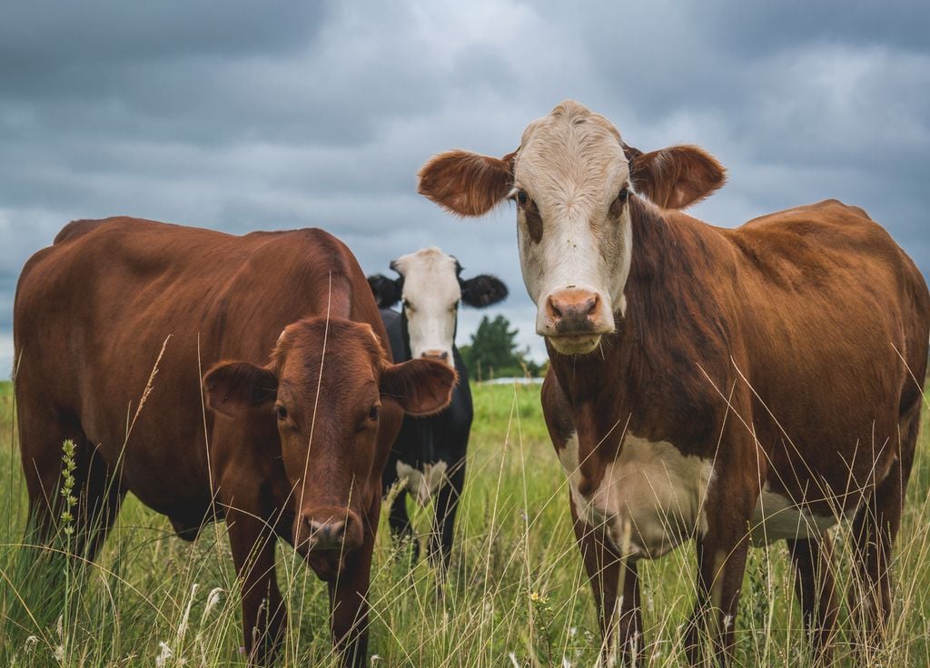 cows in the pasture