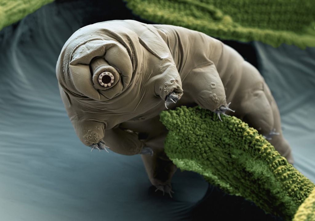 Tardigrados extremófilos