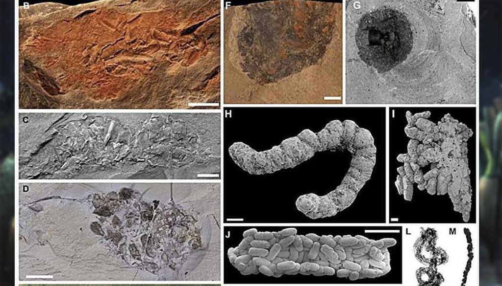 Los investigadores examinaron muestras de especímenes de coprolitos (heces fosilizadas) en colecciones de museos de todo el mundo. Crédito: Dr. Russell Bicknell