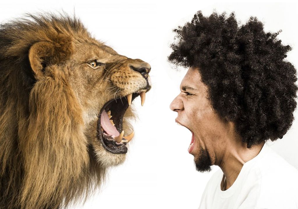 Leão vs. humano