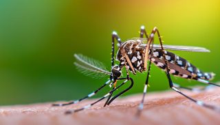 La zanzara tigre alla conquista dell&rsquo;Europa settentrionale, il cambiamento climatico agevola la sua proliferazione