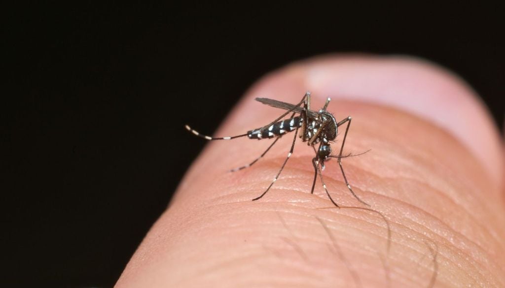A livello collettivo, le autorità sanitarie stanno implementando strategie come la sorveglianza entomologica, l’uso di insetticidi e l’introduzione di zanzare maschio sterilizzate.