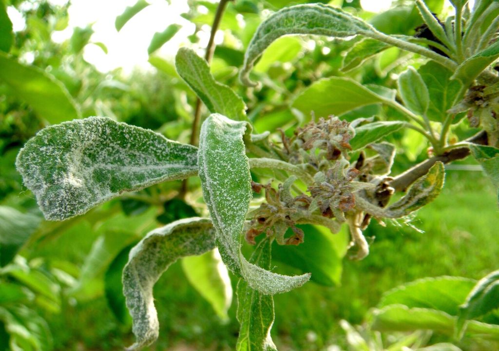 mildiu en manzano