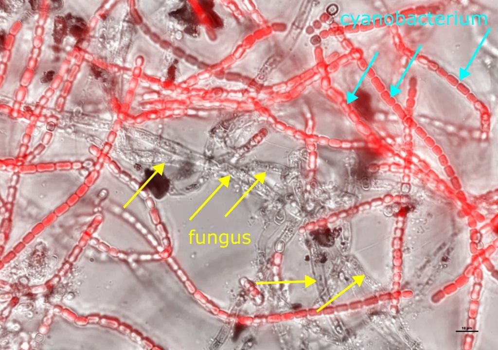 Marte planeta rojo biociencia astronomía Marte planeta rojo biociencia astronomía