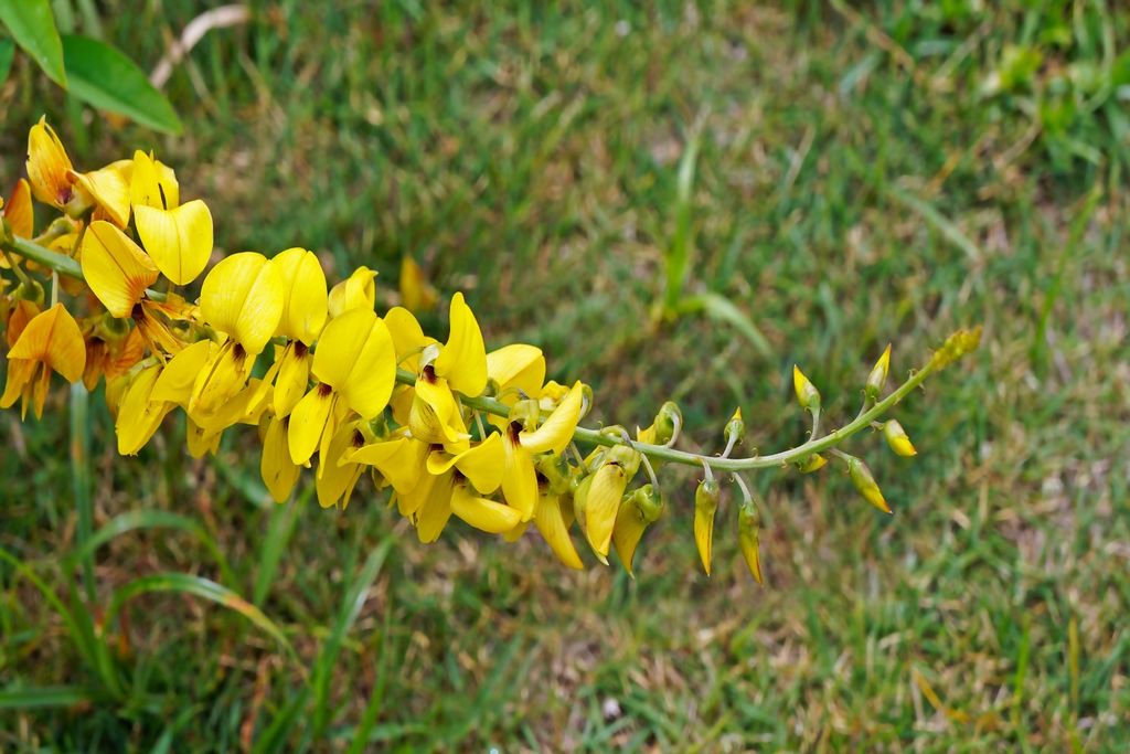 Crotalaria, milho