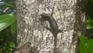 "Lagarto de Noronha": esp&eacute;cie exclusiva do arquip&eacute;lago revela adapta&ccedil;&otilde;es &uacute;nicas ao isolamento insular