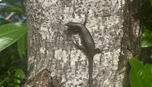"Lagarto de Noronha": esp&eacute;cie exclusiva do arquip&eacute;lago revela adapta&ccedil;&otilde;es &uacute;nicas ao isolamento insular