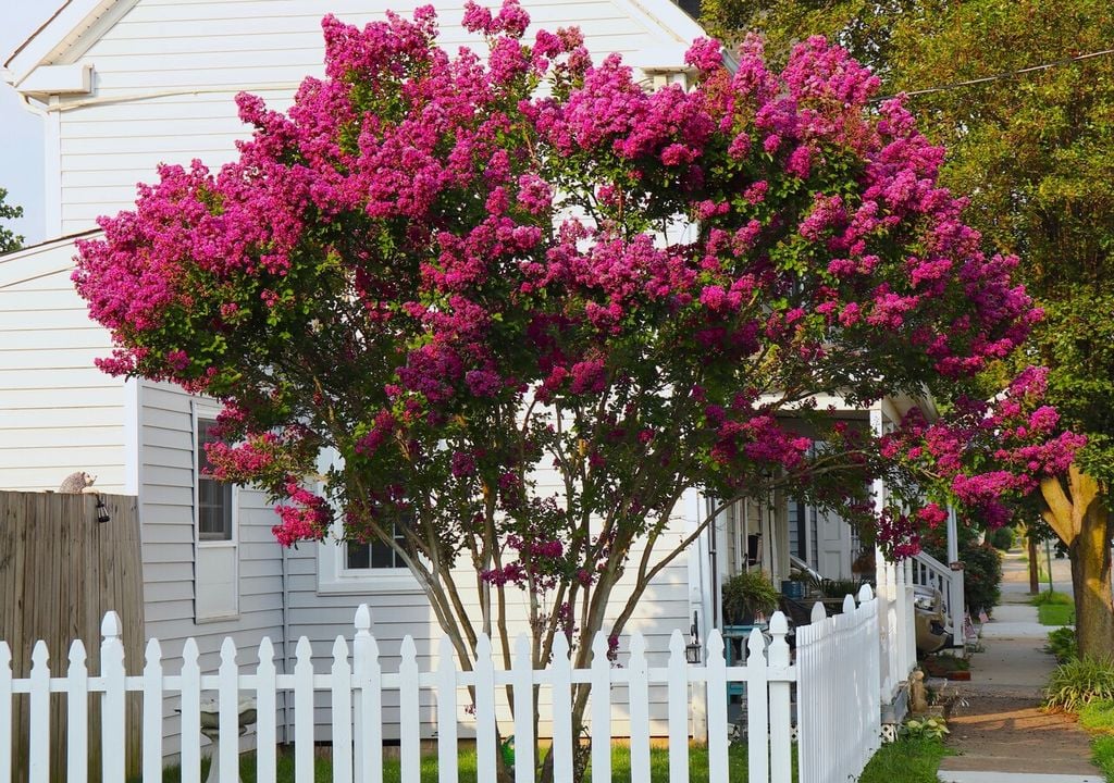 La lagerstroemia cresce anche in piccoli spazi e grazie alle sue particolarità è decorativa tutto l'anno