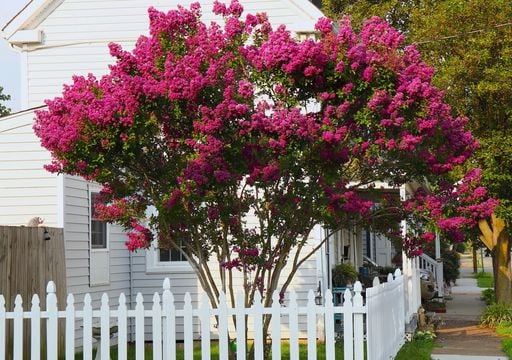 Lagerstroemia: l&rsquo;alberello dalla corteccia liscia e dalla fioritura fucsia, perfetto per aiuole e giardini