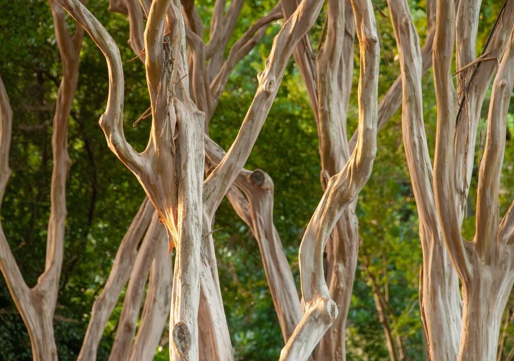 Grazie alla sua corteccia liscia e chiara, d'inverno le piante di lagerstroemia sembrano sculture naturali