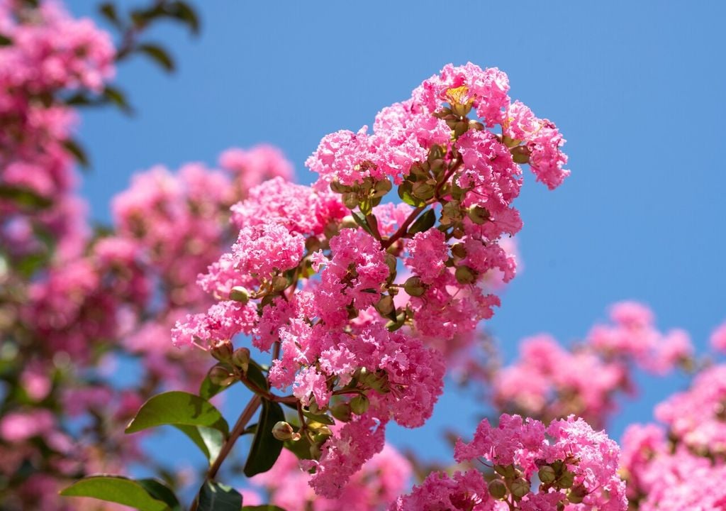 I fiori della lagerstroemia spaziano dal rosa al fucsia, dal rosso al viola, fino al bianco