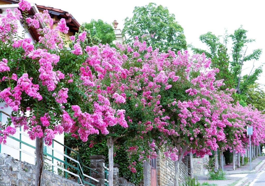 La lagerstroemia è adatta anche per creare suggestivi viali alberati, che d'estate si colorano di rosa grazie alla sua fioritura generosa e abbondante