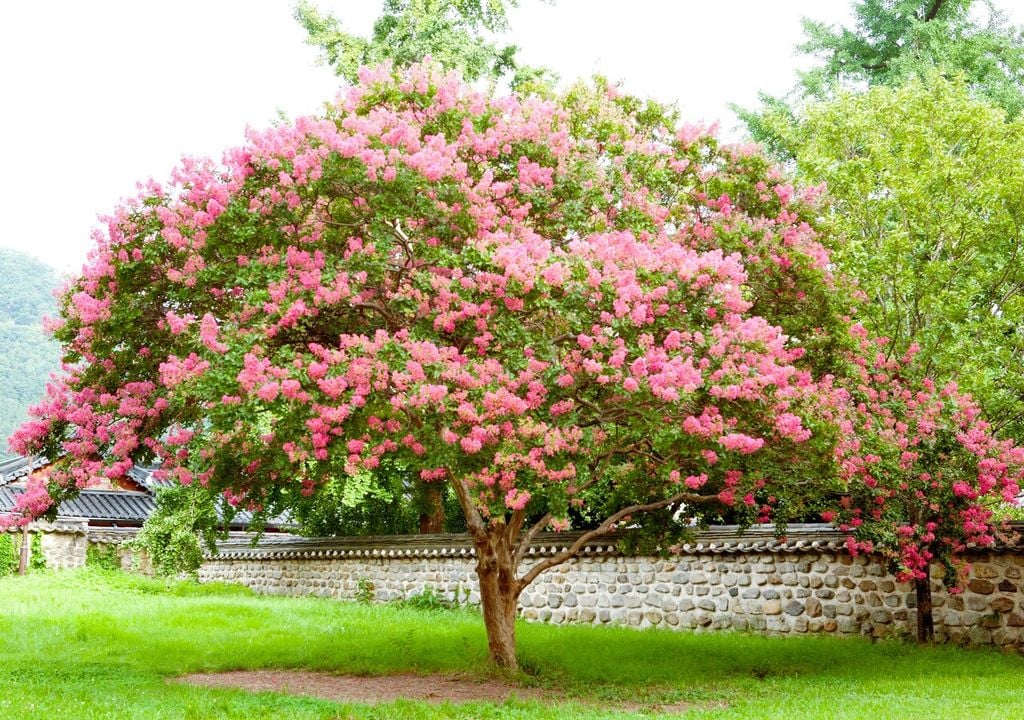 Attenzione agli attacchi di oidio (detto anche mal bianco), afidi e cocciniglie