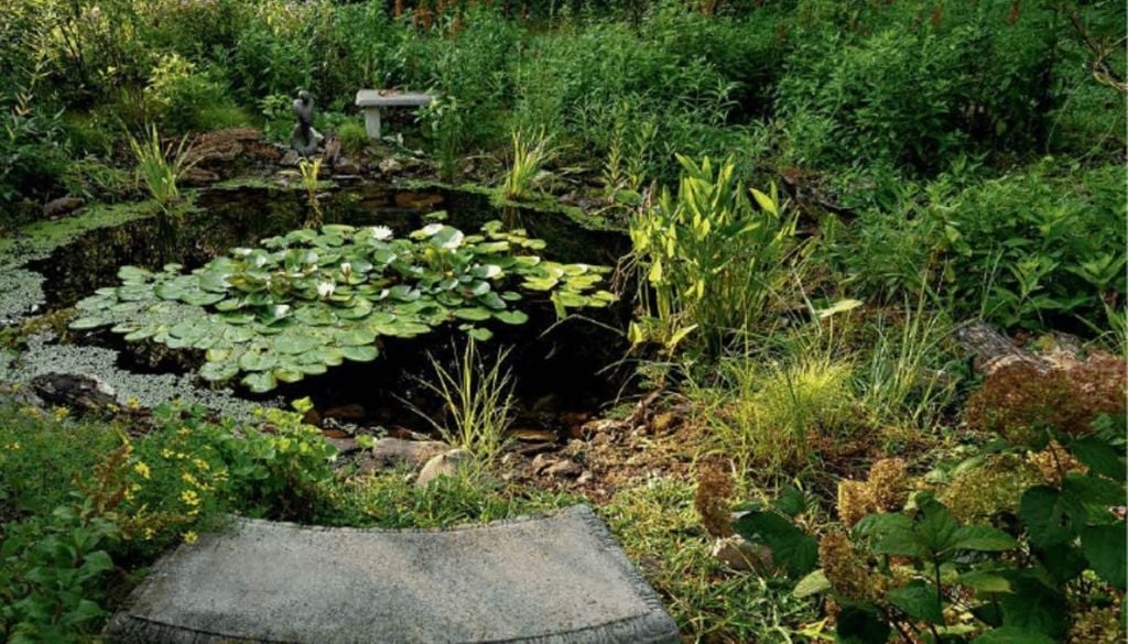 Iniciativa iniciada no quintal de uma casa na Virgínia, Estados Unidos, hoje atrai anfíbios, polinizadores e flora nativa, convertendo um gramado seco em um habitat certificado Iniciativa iniciada no quintal de uma casa nos Estados Unidos, hoje atrai anfíbios, polinizadores e flora nativa, convertendo um gramado seco em um habitat certificado. Crédito: Divulgação CNN Brasil