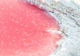 Lago rosa desperta curiosidade de cientistas e vai despertar a sua