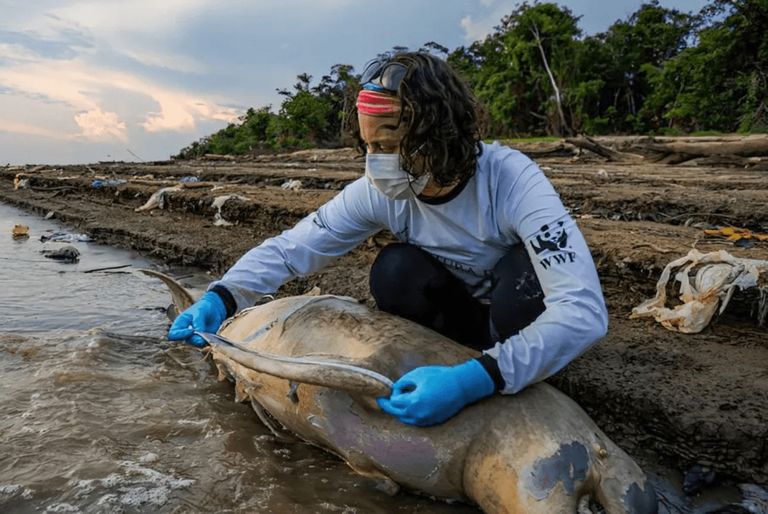 Lago Tefé perde 75% de sua área e botos ficam sem refúgio de água fria em seca extrema