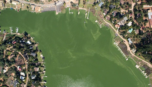 Lago Vichuqu&eacute;n se ti&ntilde;&oacute; de verde: cianobacterias, toxinas y d&eacute;cadas de nutrientes acumulados