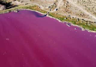 Lagoa com água rosa na Patagônia, até onde vai a poluição humana?