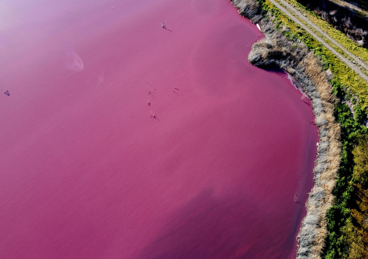 Lagoa na Patagónia ganha cor rosa devido à poluição.