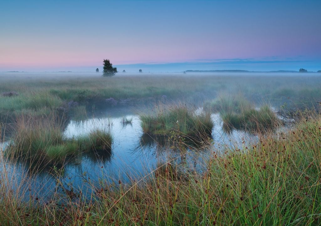 turfeira Os períodos de seca podem contribuir para uma maior libertação de gases para a atmosfera.