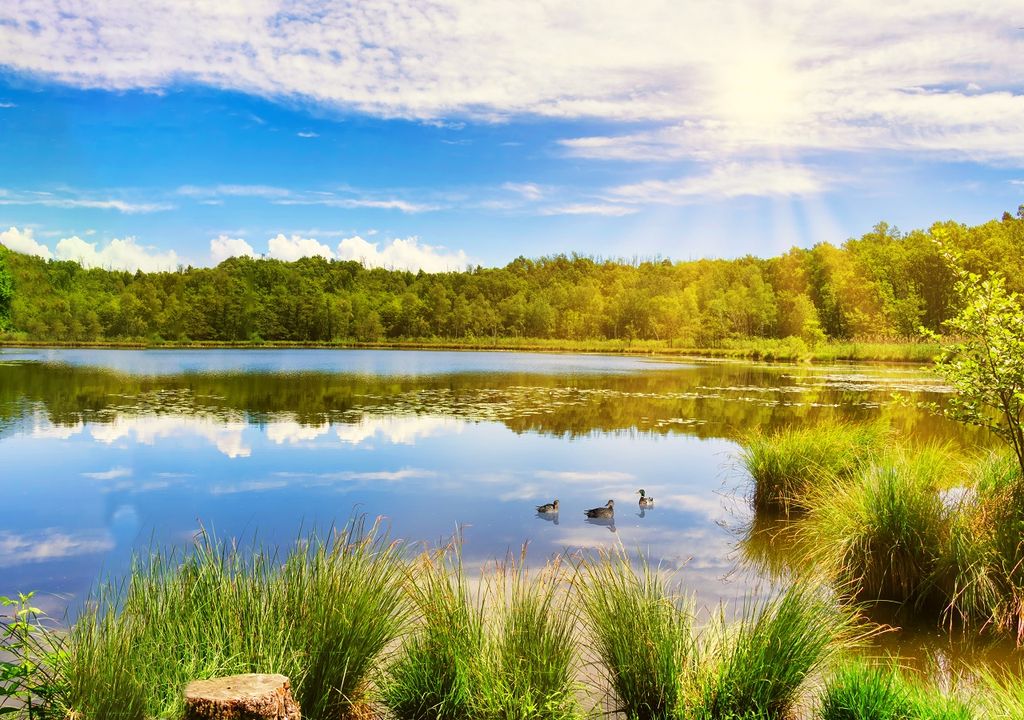 Lago, sol, fauna, flora Lago, sol, fauna, flora