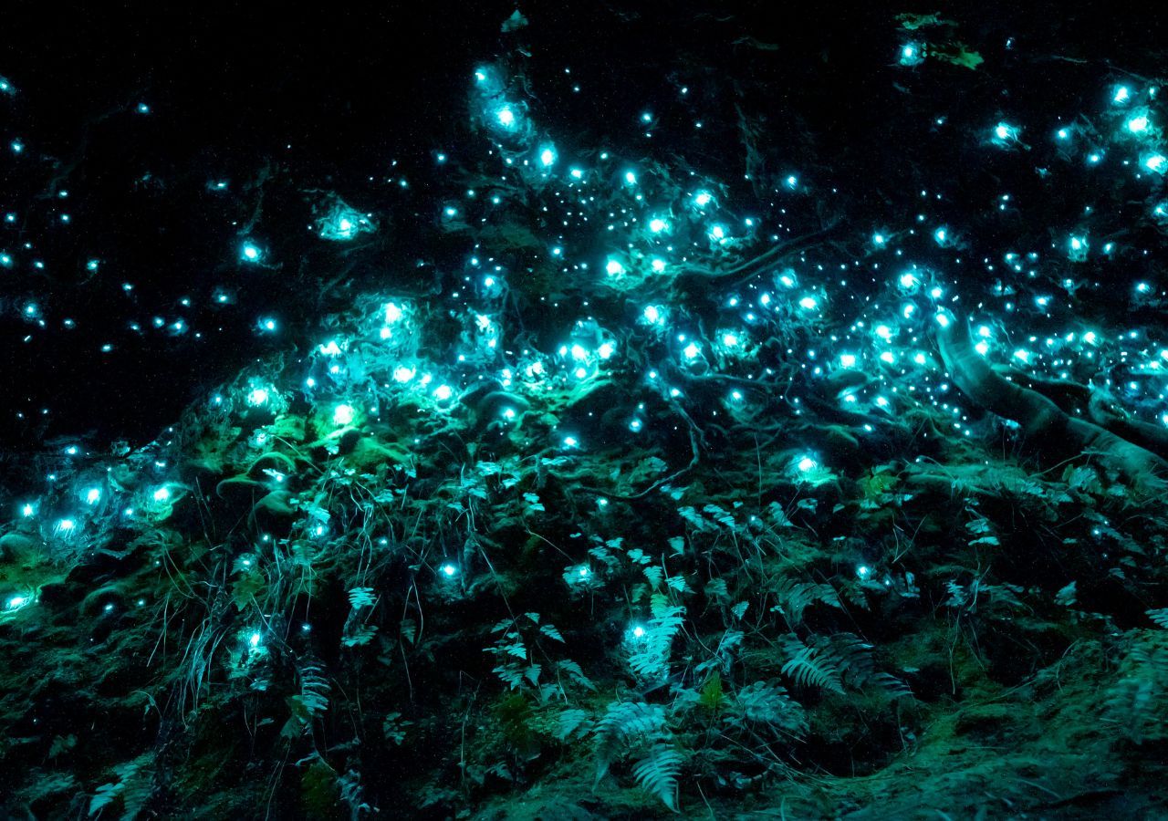 La bioluminiscencia es un fenómeno en el cual ocurre una reacción química dentro del cuerpo de un organismo para producir luz. Se observa en animales como luciérnagas, hongos y peces, especialmente en el 76% de las criaturas del mar profundo.