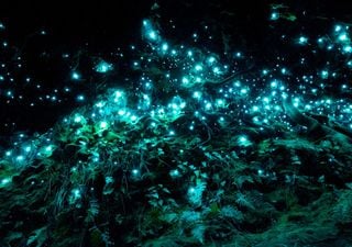 Lâmpadas com vida: saiba como a bioluminescência pode transformar a forma como usamos a iluminação