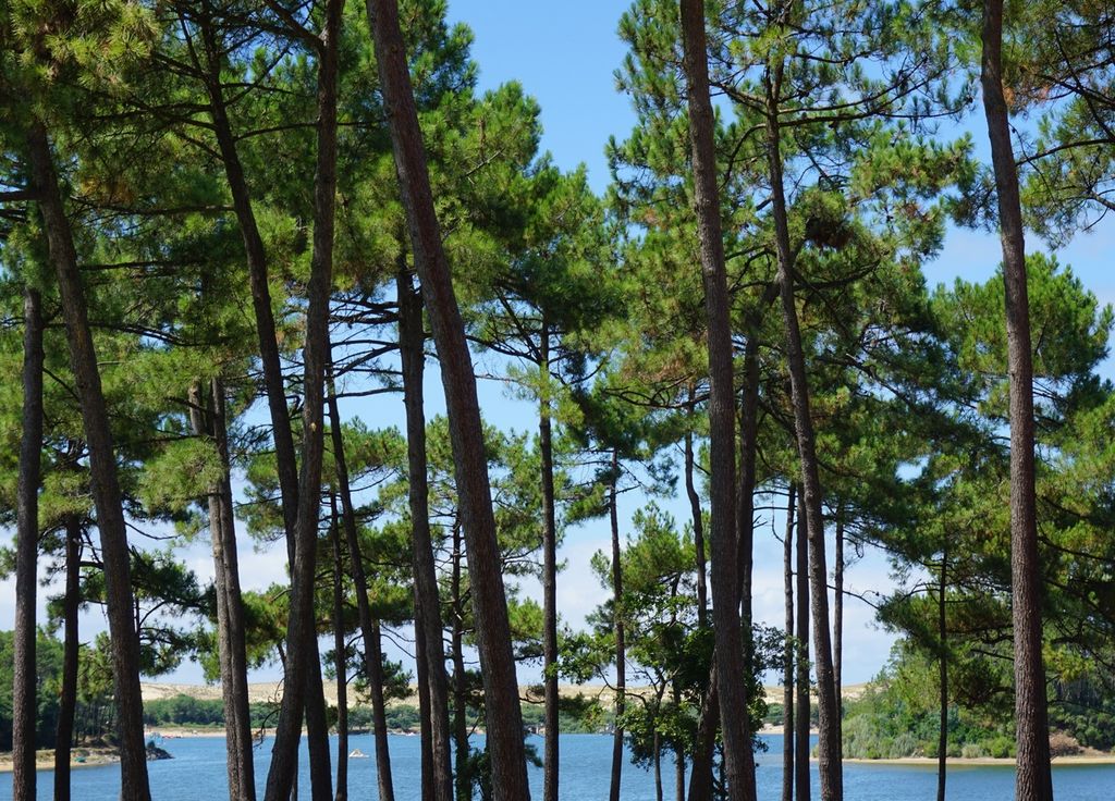 Les pins landais menacés par la présence d'un parasite au potentiel dévastateur, le nématode des pins.