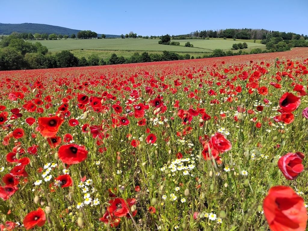 Klatschmohnblüte Klatschmohnblüte